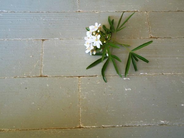 Parquet en chêne naturel blanchi