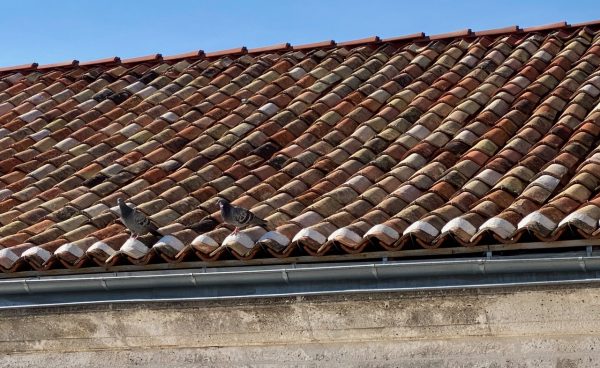 Tuiles anciennes sur toit