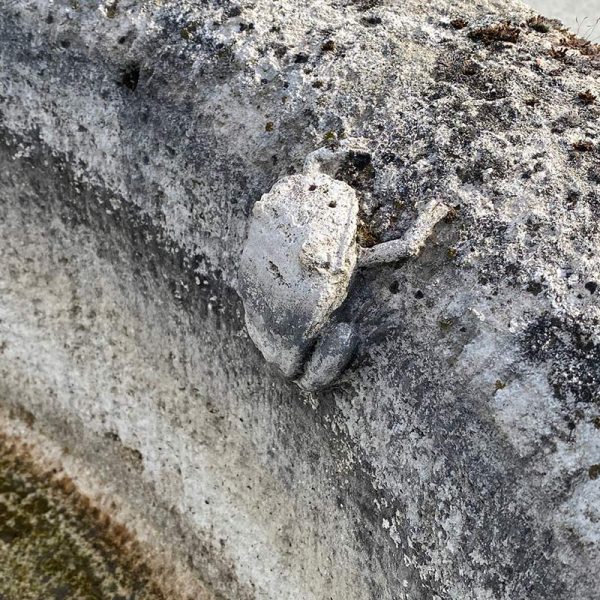 Grenouille sur le bassin