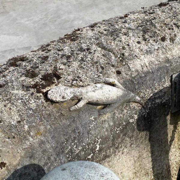 Salamandre sur le bassin