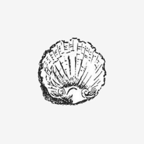 Coquille Louis XIV